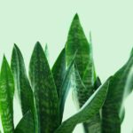 plants that purify the air