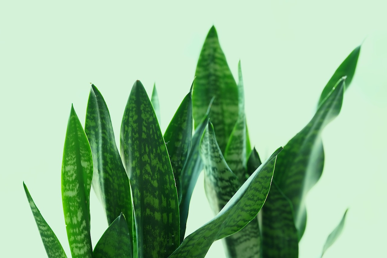 plants that purify the air